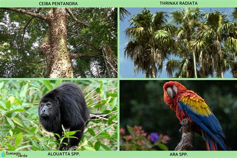  Oprah: La Esperanza de la Selva Tropical, Un Retrato Abstracto de las Fuerzas Viscerales de la Naturaleza